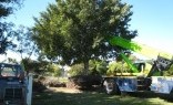 Landscaping Solutions Tree Management Services